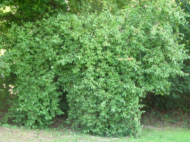 Datei:Kornelkirsche.JPG