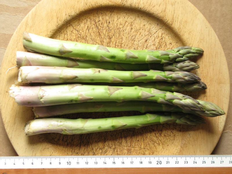 Datei:Spargel.JPG