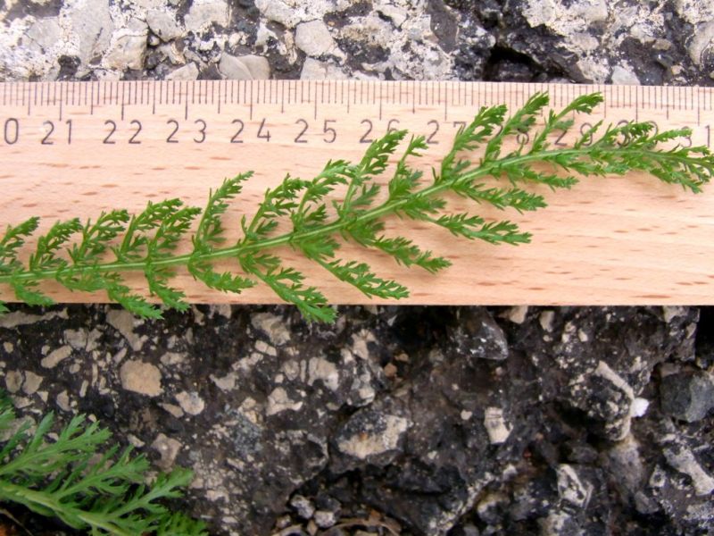 Datei:Schafgarbe, Blatt.JPG