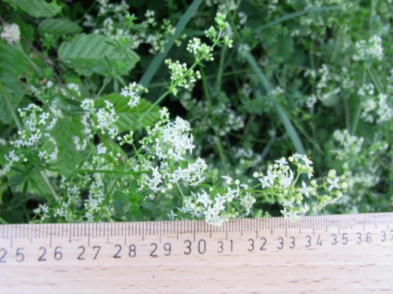 Datei:Wiesenlabkraut, bluehend.JPG