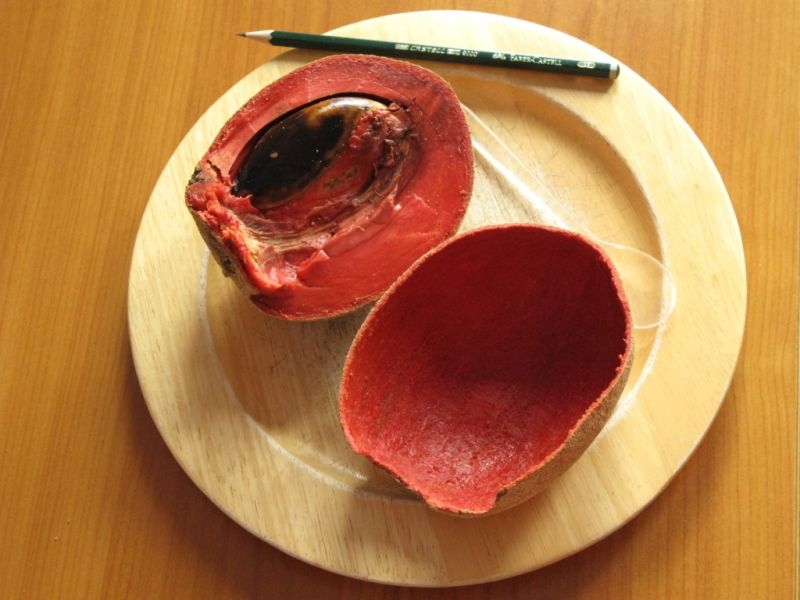 Datei:Sapote Mamey, Kern und Schale.JPG