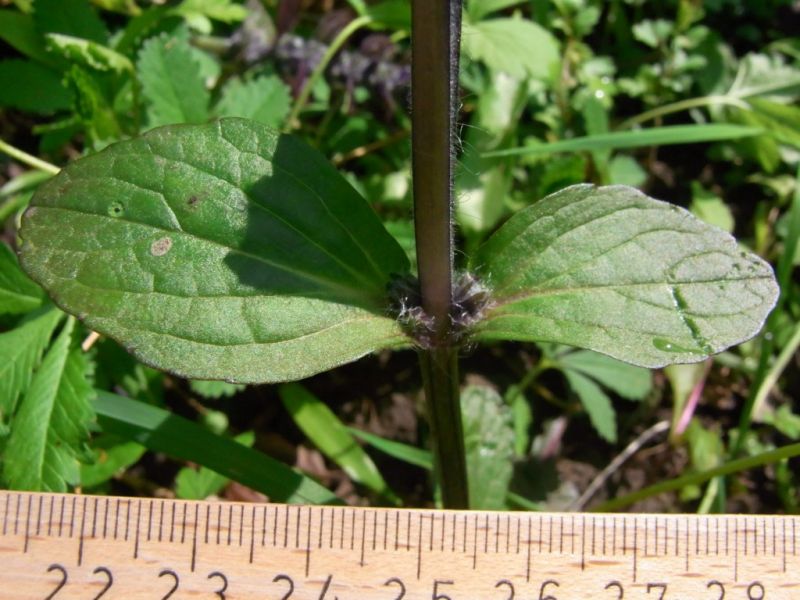Datei:Guensel, kriechender, Blatt.JPG