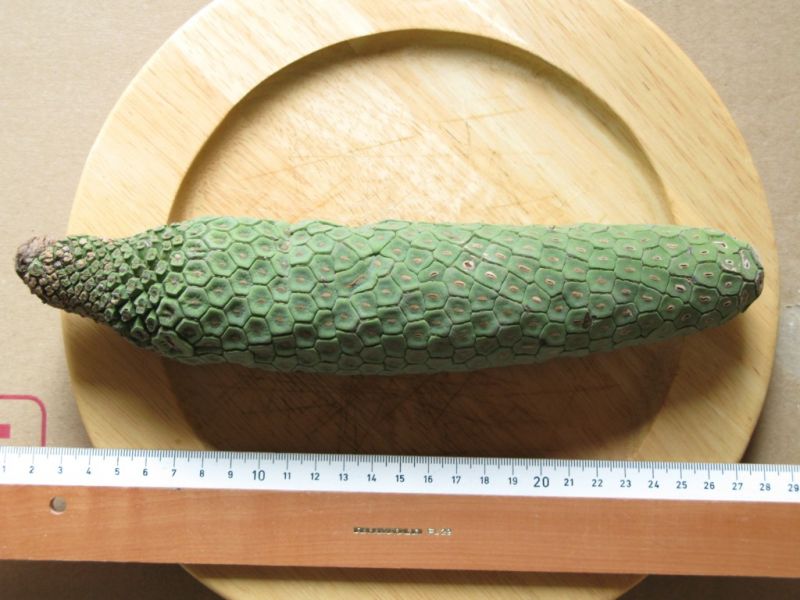 Datei:Philodendronfrucht, unreif.JPG
