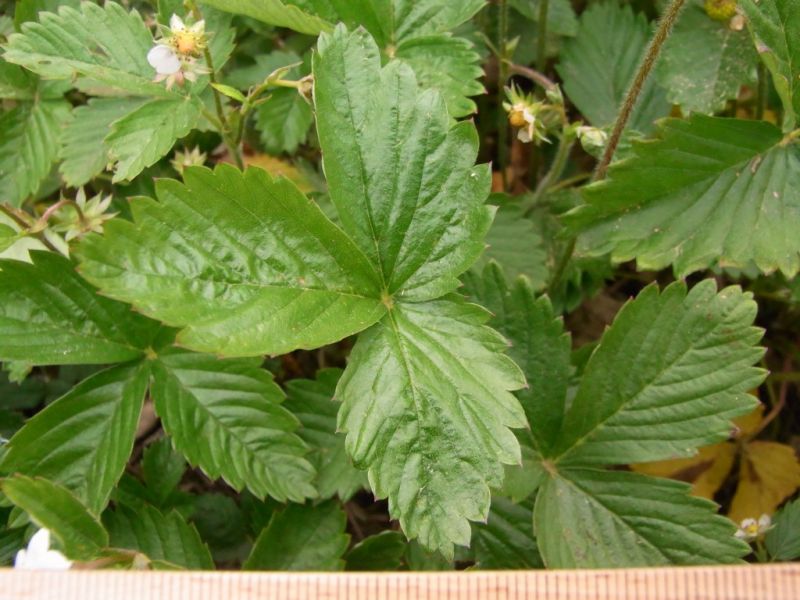 Datei:Walderdbeere, Blatt.JPG