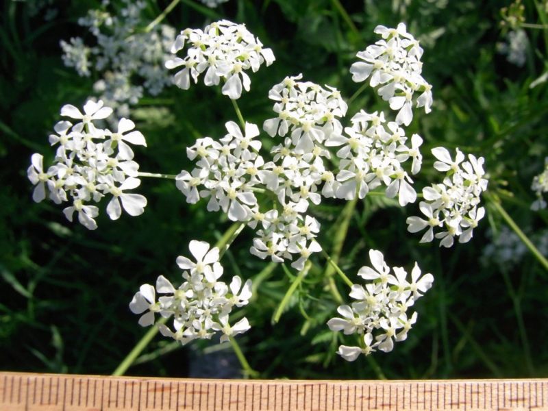 Datei:Wiesenkerbel, Bluetendolde.JPG