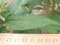 Vorschaubild der Version vom 19:37, 13. Aug. 2009
