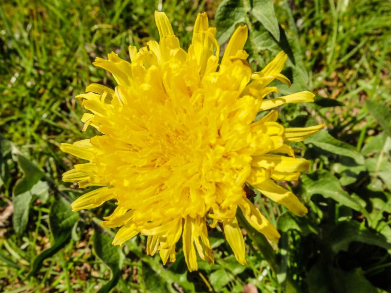 Datei:Loewenzahn, Bluete.jpg