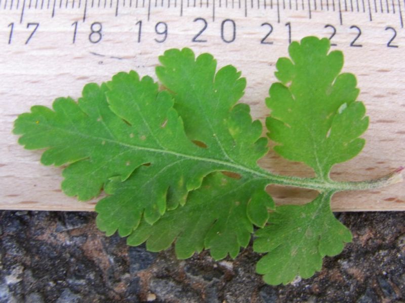 Datei:Mutterkraut, Blatt.JPG