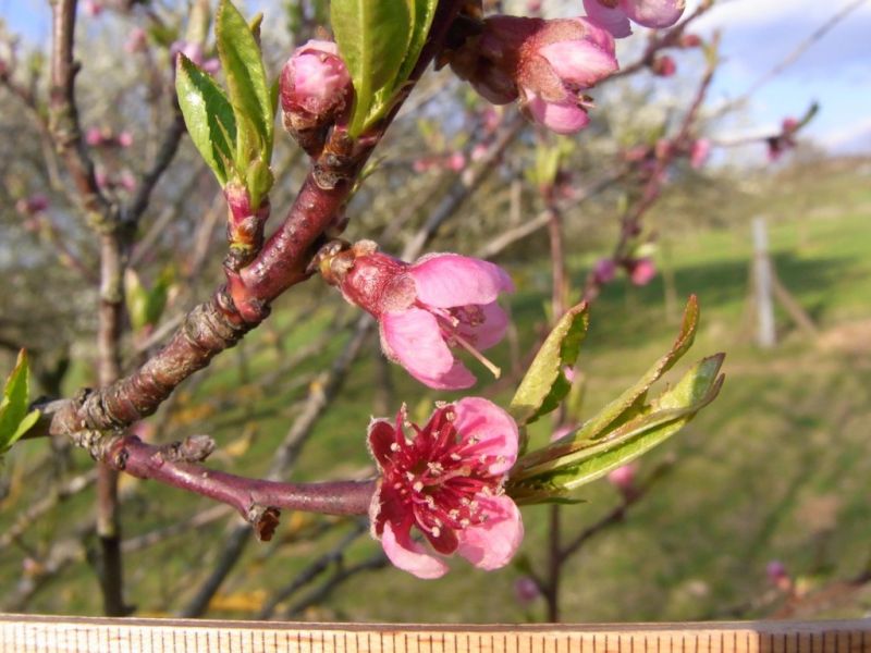 Datei:Pfirsichbaum, Bluete.JPG