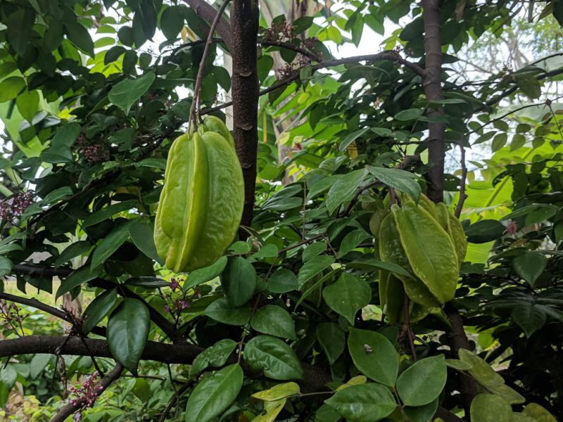 Datei:Sternfrucht am Baum.jpg