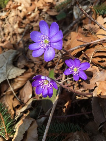 Datei:Leberbluemchen, Blueten.JPG