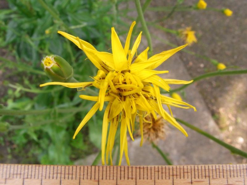 Datei:Garten-Schwarzwurzel, Bluete.JPG