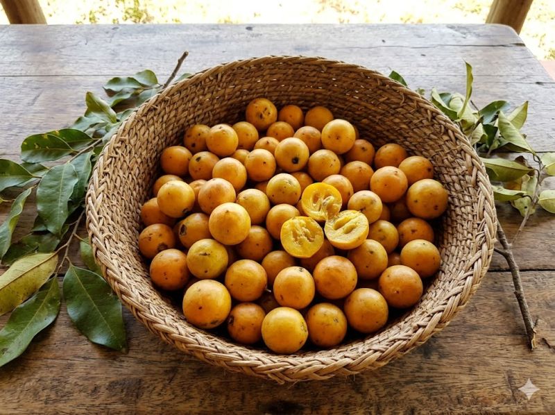 Datei:Afrikanische Ebenholzpflaume reife Fruechte.jpeg