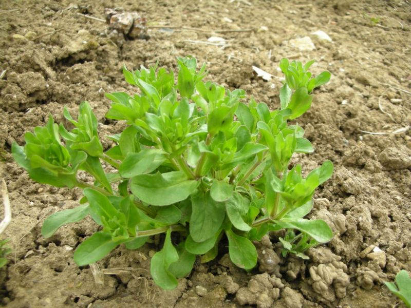Datei:Feldsalat, bluehend.jpg