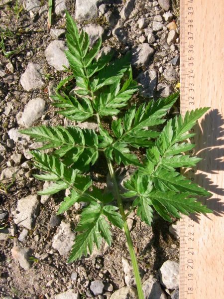 Datei:Wiesenkerbel, Blatt.JPG