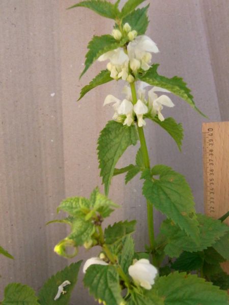 Datei:Taubnessel, weisse.JPG