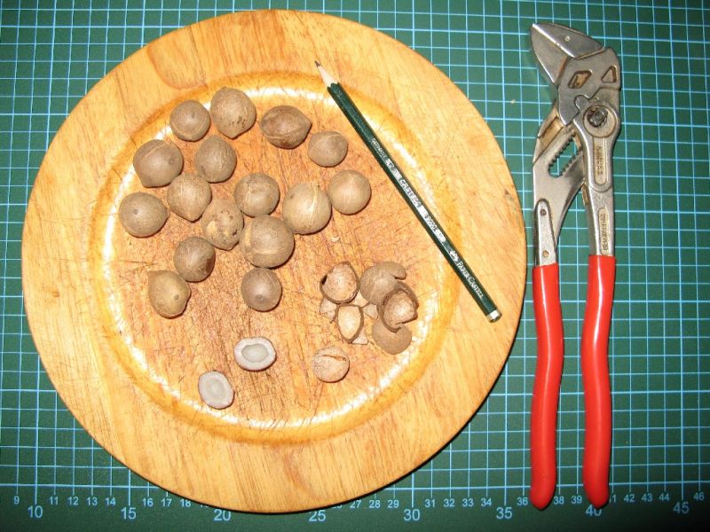 Datei:Coquito.JPG