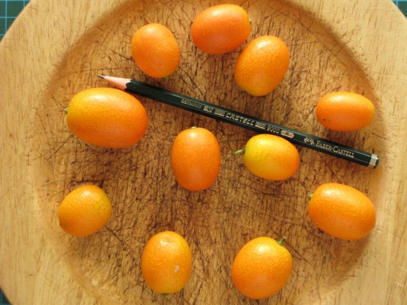 Datei:Kumquat, Fruechte.JPG