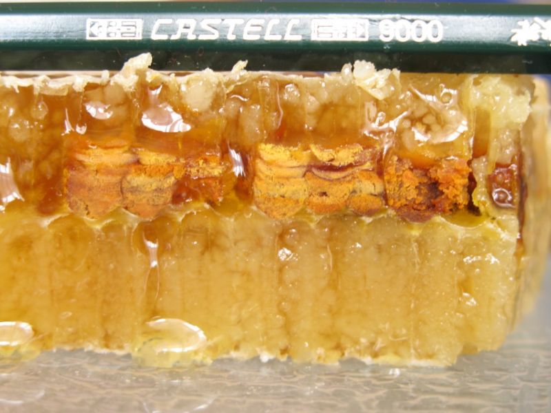 Datei:Pollen in der Wabe.JPG