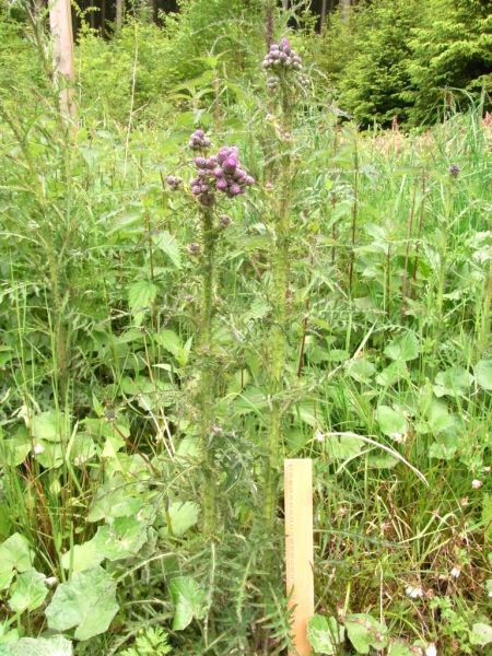 Datei:Sumpf-Kratzdistel.JPG