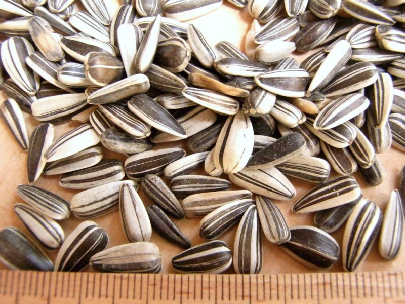 Datei:Sonnenblumenkerne.JPG
