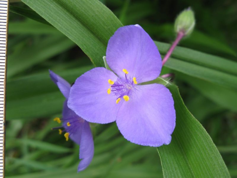 Datei:Dreimasterblume, Bluete.JPG