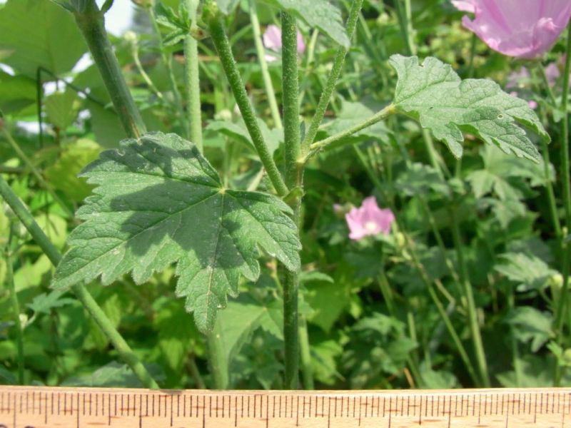Datei:Wilde Malve, Stengel und Blatt.JPG